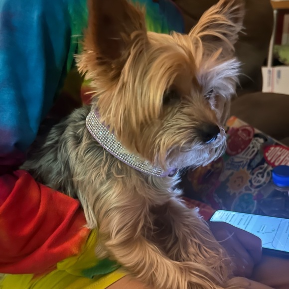 Ms ZOEY❤️ - Picture 1 of 1